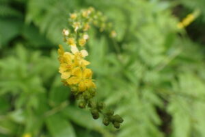 キンミズヒキの花