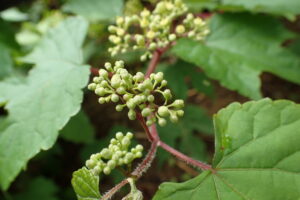 ノブドウの果実