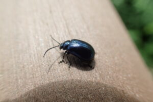 ハンノキハムシ