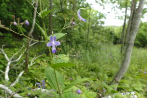 カリガネソウの花