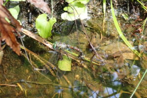 ルリボシヤンマの産卵