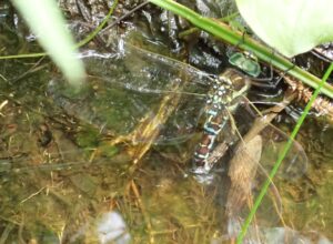 ルリボシヤンマの産卵