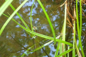 ルリボシヤンマの産卵