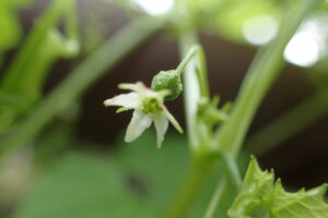 ミヤマニガウリの花