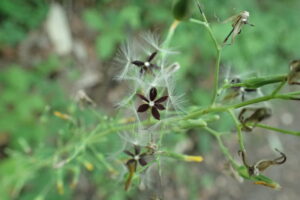 ヤマニガナの果実と冠毛