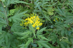 ハンゴンソウの花