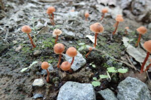 小さいキノコたち