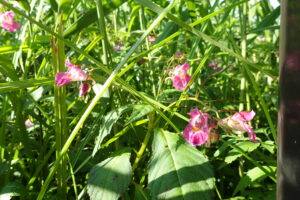 ツリフネソウの花