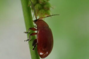 オオキイロノミハムシ