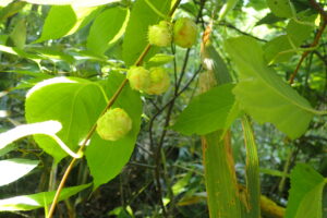 マタタビミフクレフシ