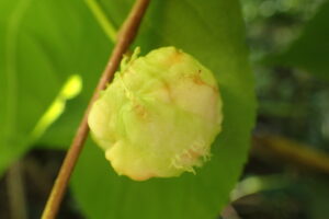 マタタビミフクレフシ