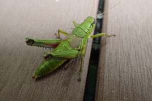 ミカドフキバッタ