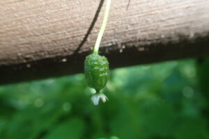 ミヤマニガウリの果実