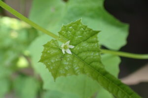 ミヤマニガウリの花