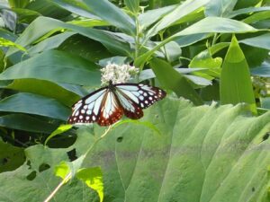アサギマダラ