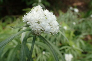 ヤマハハコの花