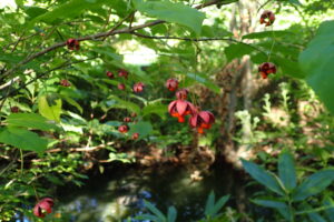 ツリバナの果実