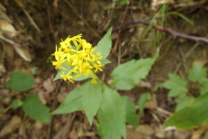 アキノキリンソウ