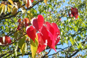 エゾヤマザクラの赤い紅葉