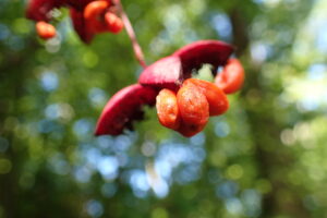 ツリバナの果実