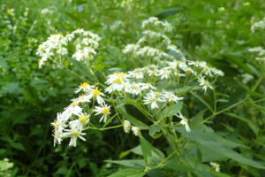 ゴマナの白い花