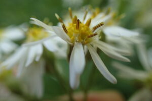 ゴマナの花のアップ