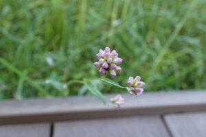 アキノウナギツカミの花