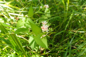 ミゾソバの桃色がかった花