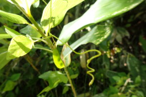 ヤブマメの果実