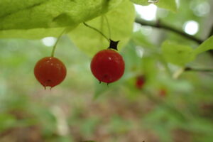 アクシバの赤い果実
