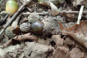 ミズナラのドングリ