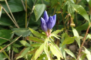 エゾリンドウの紫色の花