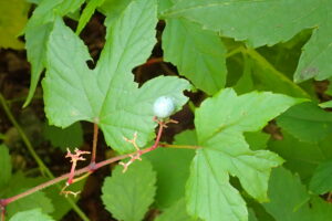 ノブドウの水色の果実