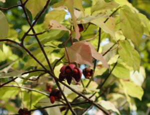 ツリバナの紅葉と５つに割れた果実