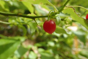 アクシバの果実