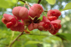 マユミのピンク色の果実