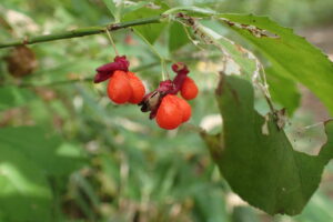 コマユミの果実