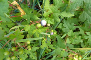 ノブドウの果実