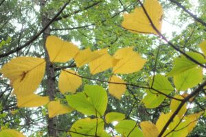 オヒョウの黄色い紅葉