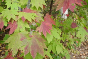 ハウチワカエデ（メイゲツカエデ）