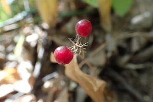 マイヅルソウの果実