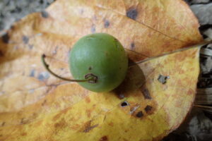 サルナシの果実