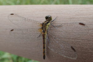 マユタテアカネ