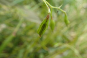 キツリフネの果実