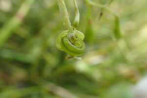 キツリフネの種がはじけた後の果実