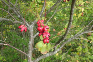 ツリバナの果実