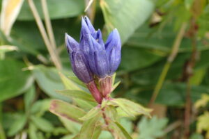 エゾリンドウの紫色の花