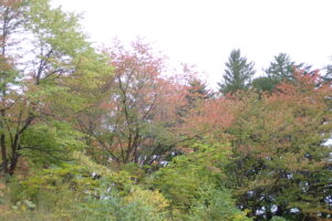 赤く色づいているエゾヤマザクラの紅葉