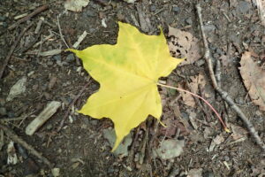 イタヤカエデの黄色い落葉