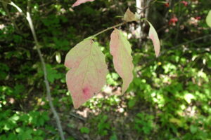 ツリバナの紅葉